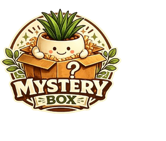 Mystery Box?